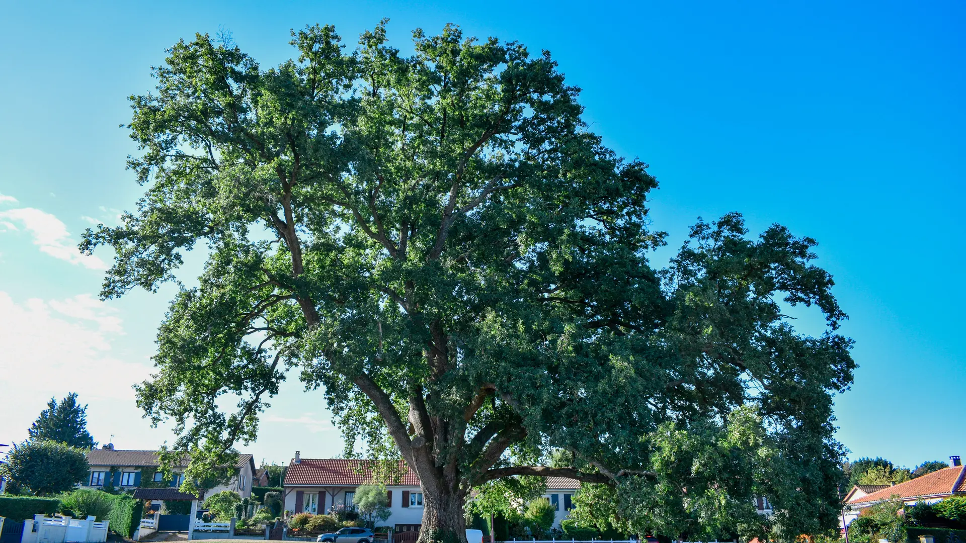 Chêne remarquable de Charroux