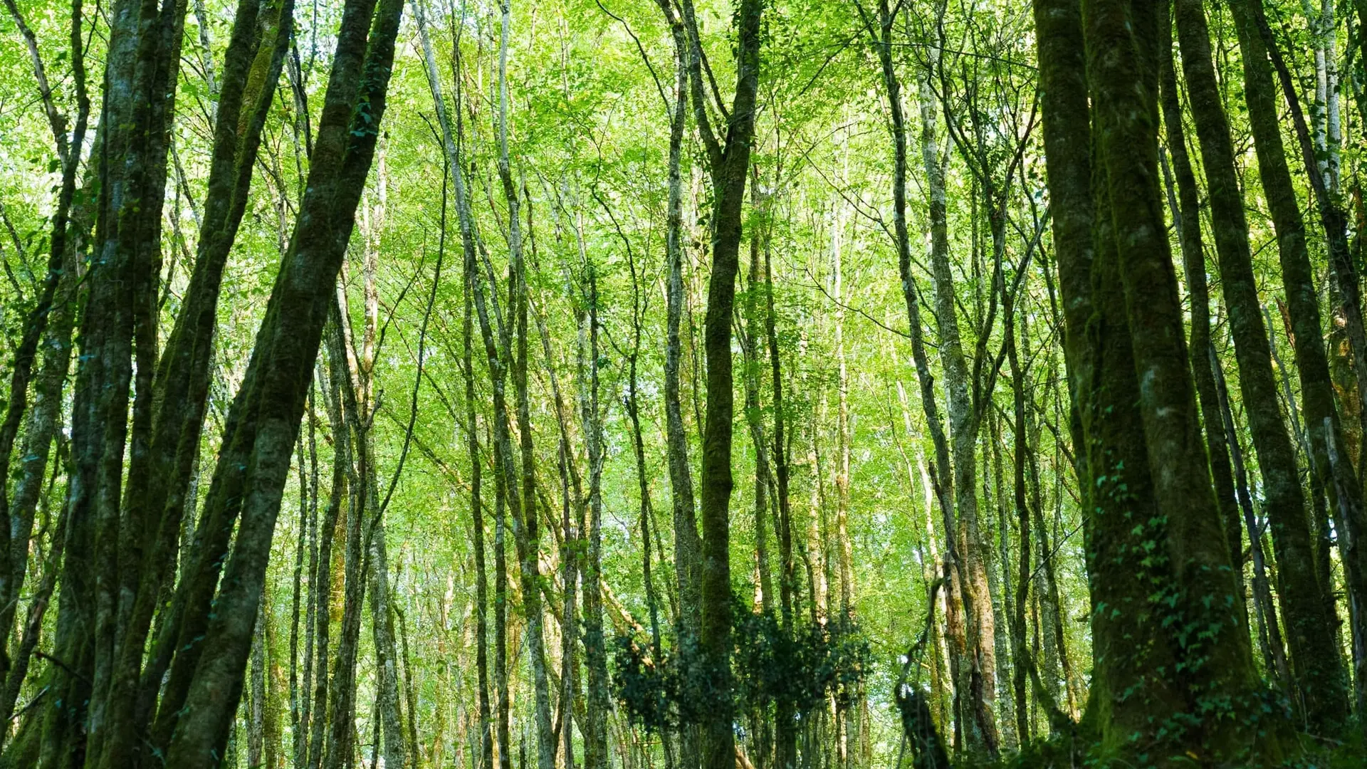 ©OT_Vallée_Vézère_By_Les_Coflocs_EyziesGorgedEnfer-10