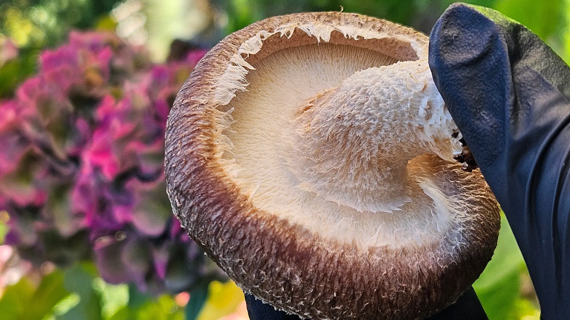 Champignon