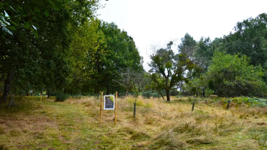 lande-a-serpentine-de-la-rouseille-saint-hilaire-les-places