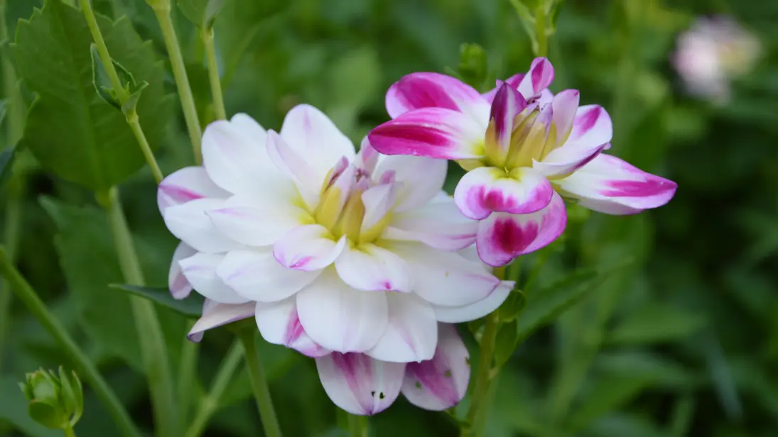 texon-tulipes-flavignac