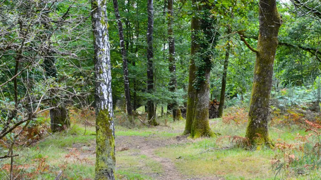 lande-a-serpentine-de-la-rouseille-saint-hilaire-les-places