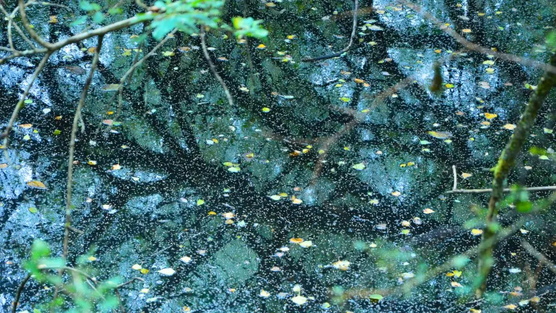 lande-a-serpentine-de-la-rouseille-saint-hilaire-les-places