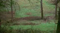 15 château de  peyrignac15