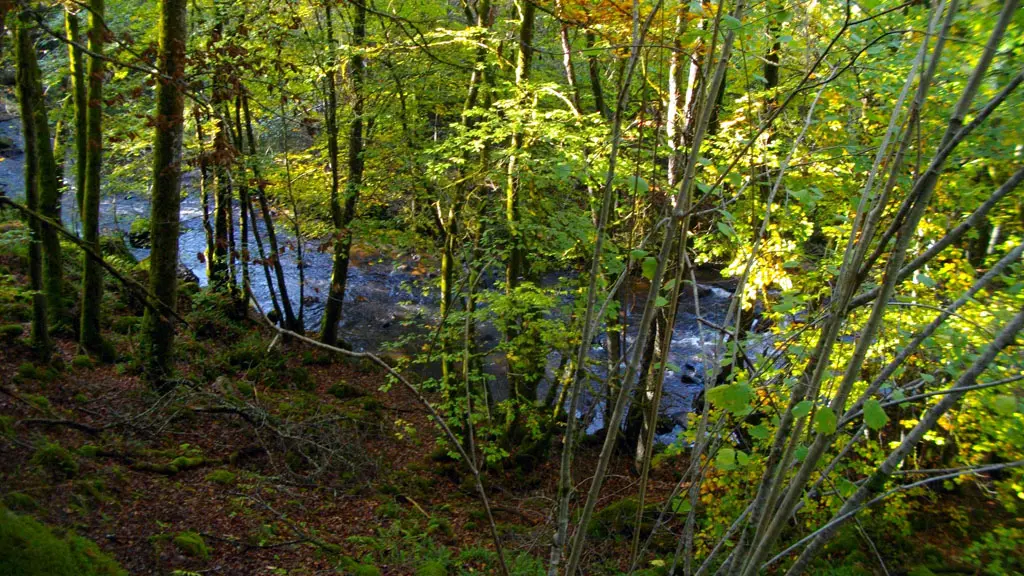 La Sarsonne bois de Conrot_2