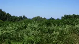 Circuit de la Montjoie à Blond 87_2
