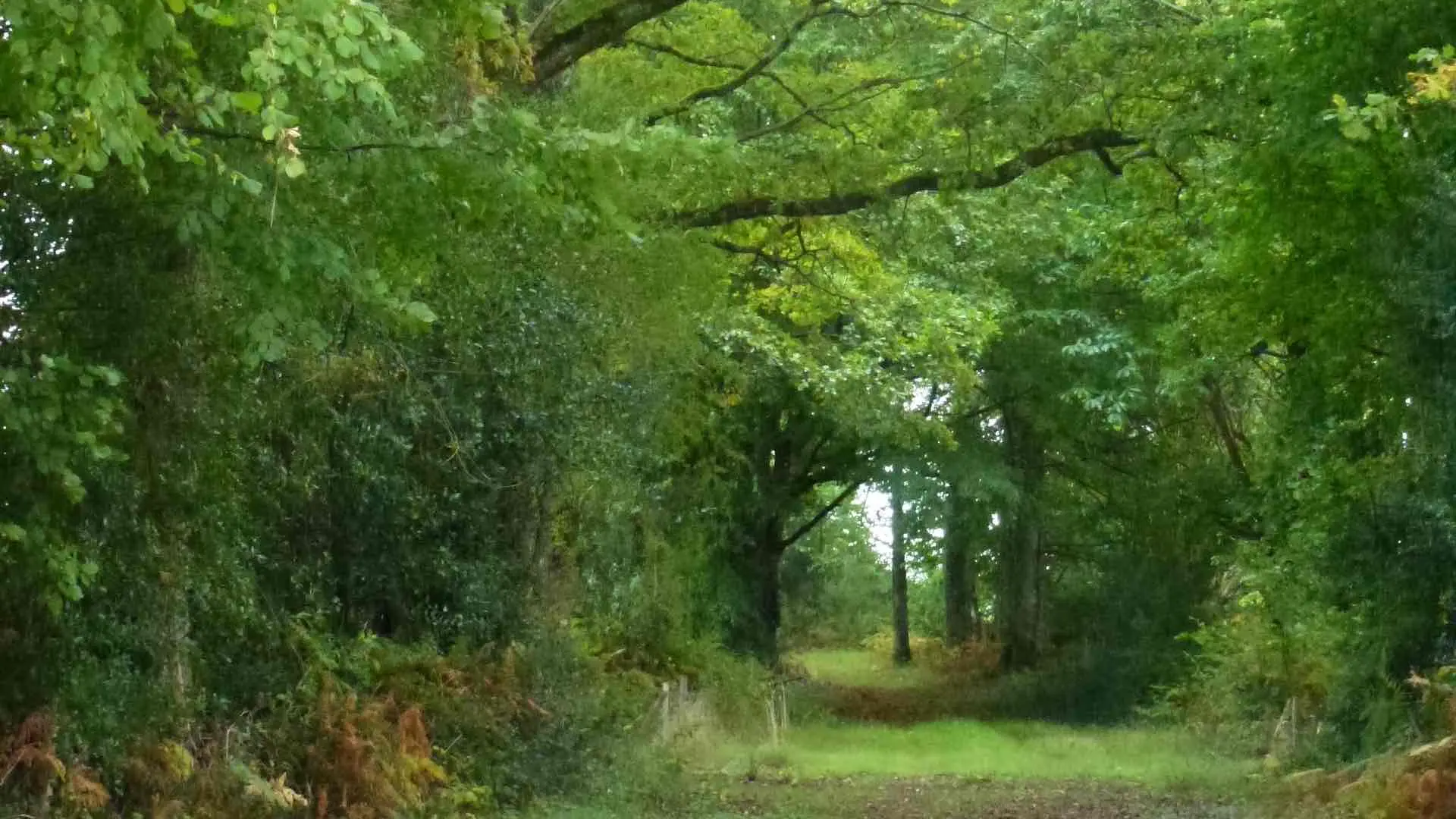 Chemin de Bonnefond_1