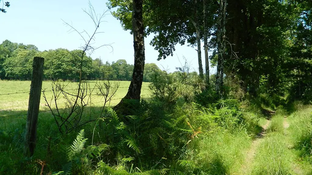 Sentier du dolmen_3