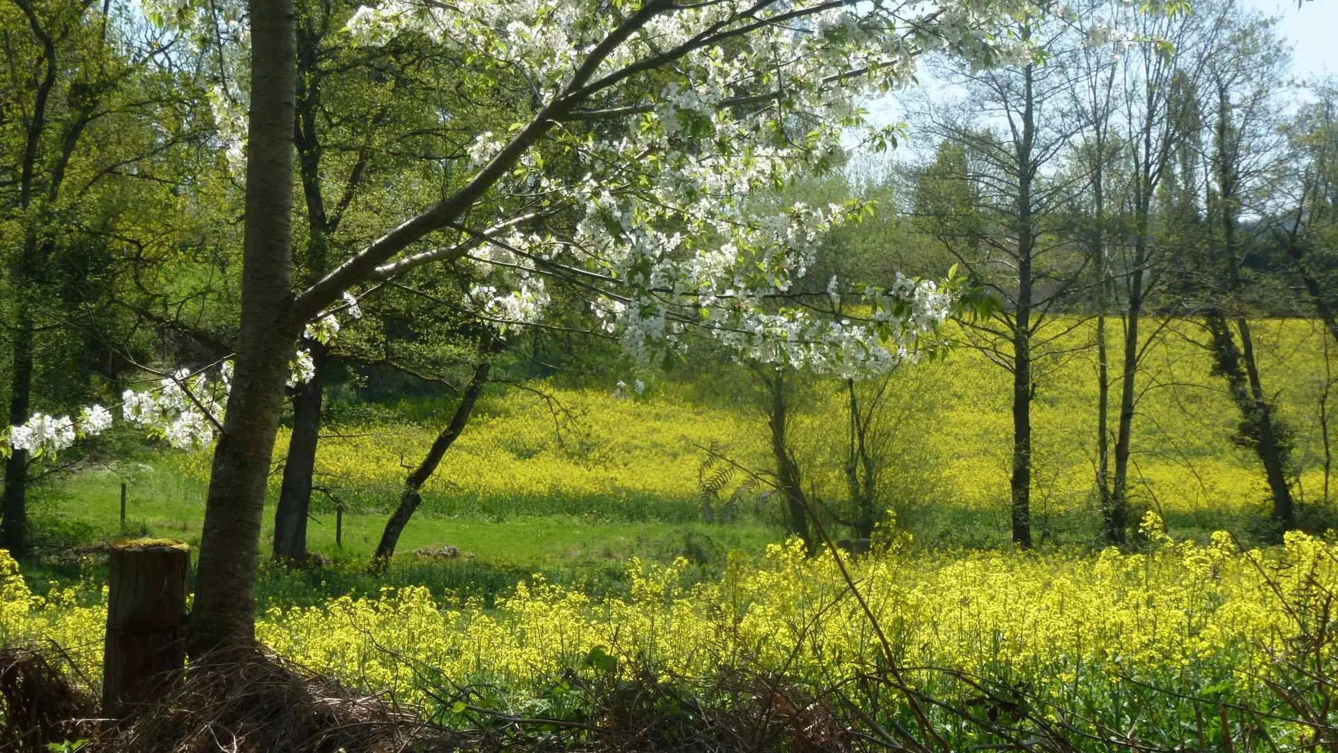 Sentier du bois des fées_4