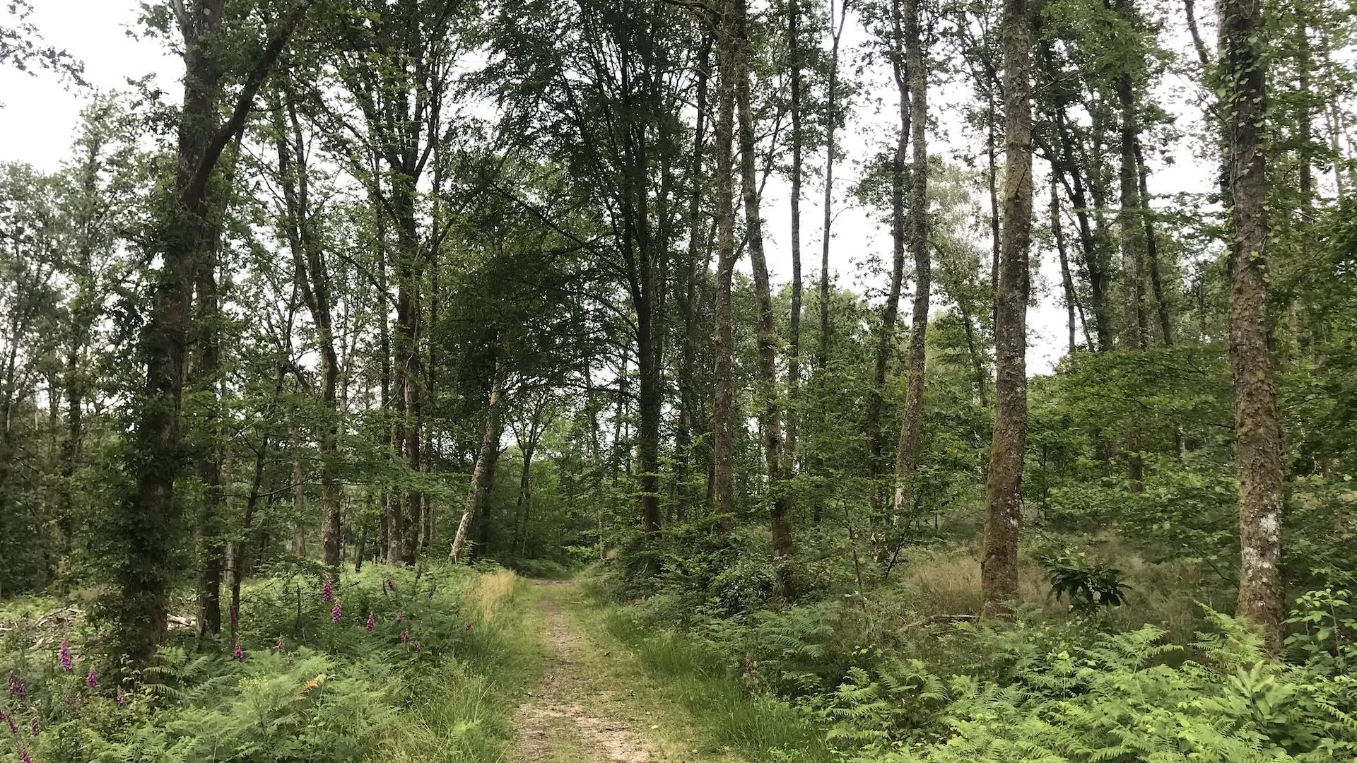 Boucle de Limoges à Saint-Pardoux Coeur de Nature (étape 2)_15