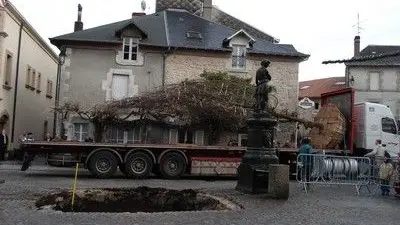 Chêne de la Liberté replanté le 6/12/2006_4