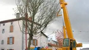 Chêne de la Liberté replanté le 6/12/2006_5