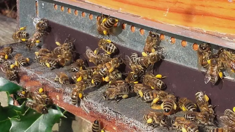 Abeilles © Maison Fedon_3