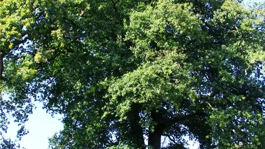 Chêne cave du Mas la Roche_1