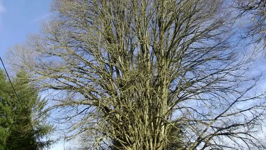 Tilleul argenté du Mast_2