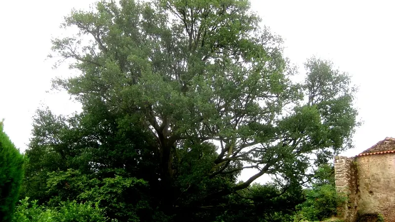 Chêne des anglais à Puymenier_3