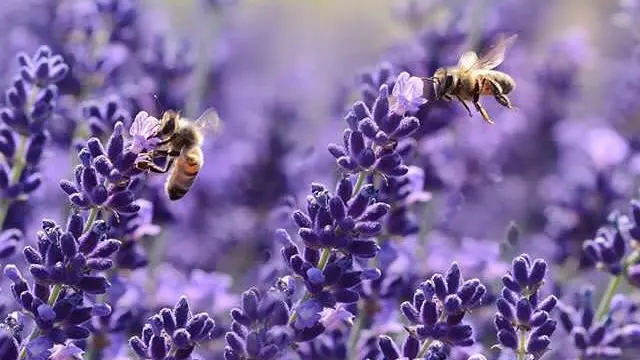 Melissa Miel, visite gratuite chez un apiculteur_8