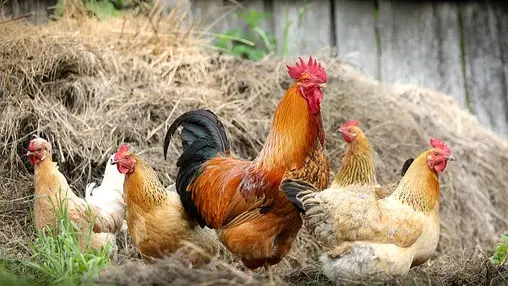 Volailles de la Ferme de Chatreix_1
