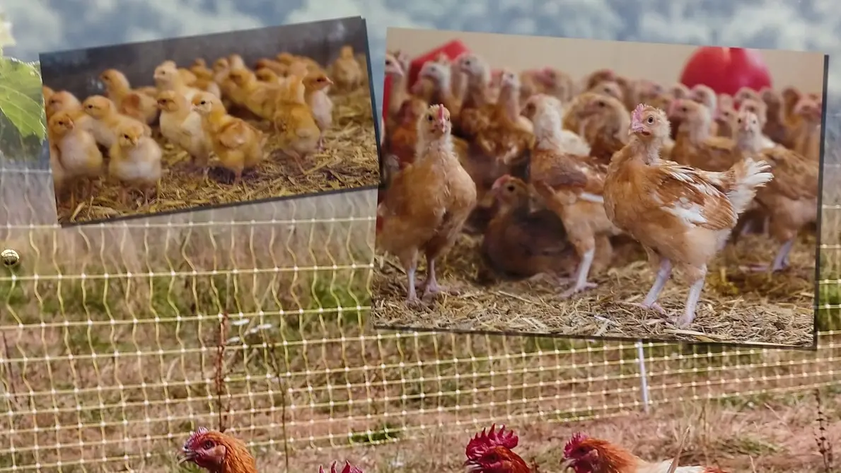Volailles de la Ferme de Chatreix_3