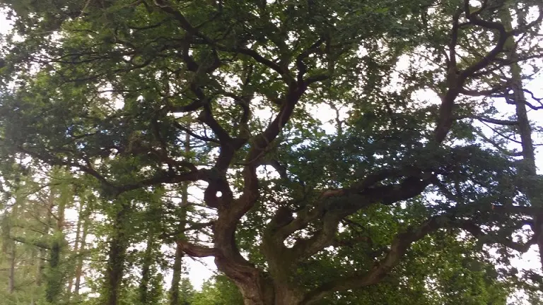 L'Arbre aux poules_2