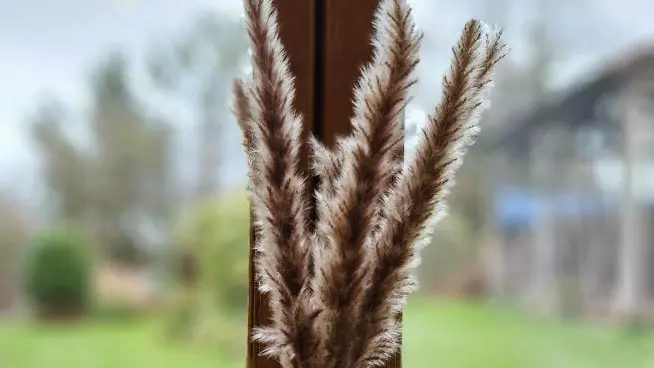 Le Chant des Oiseaux_16