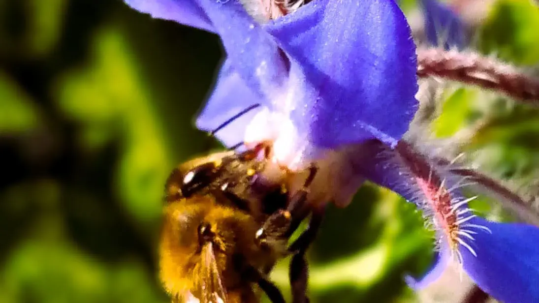 Rucher ouvert au public