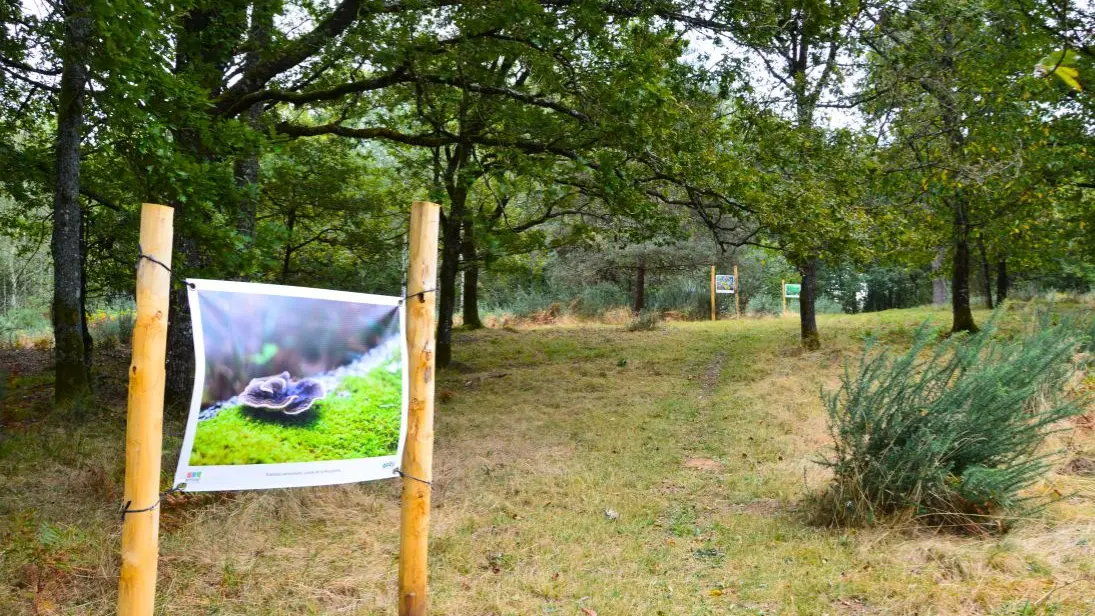 lande-a-serpentine-de-la-rouseille-saint-hilaire-les-places
