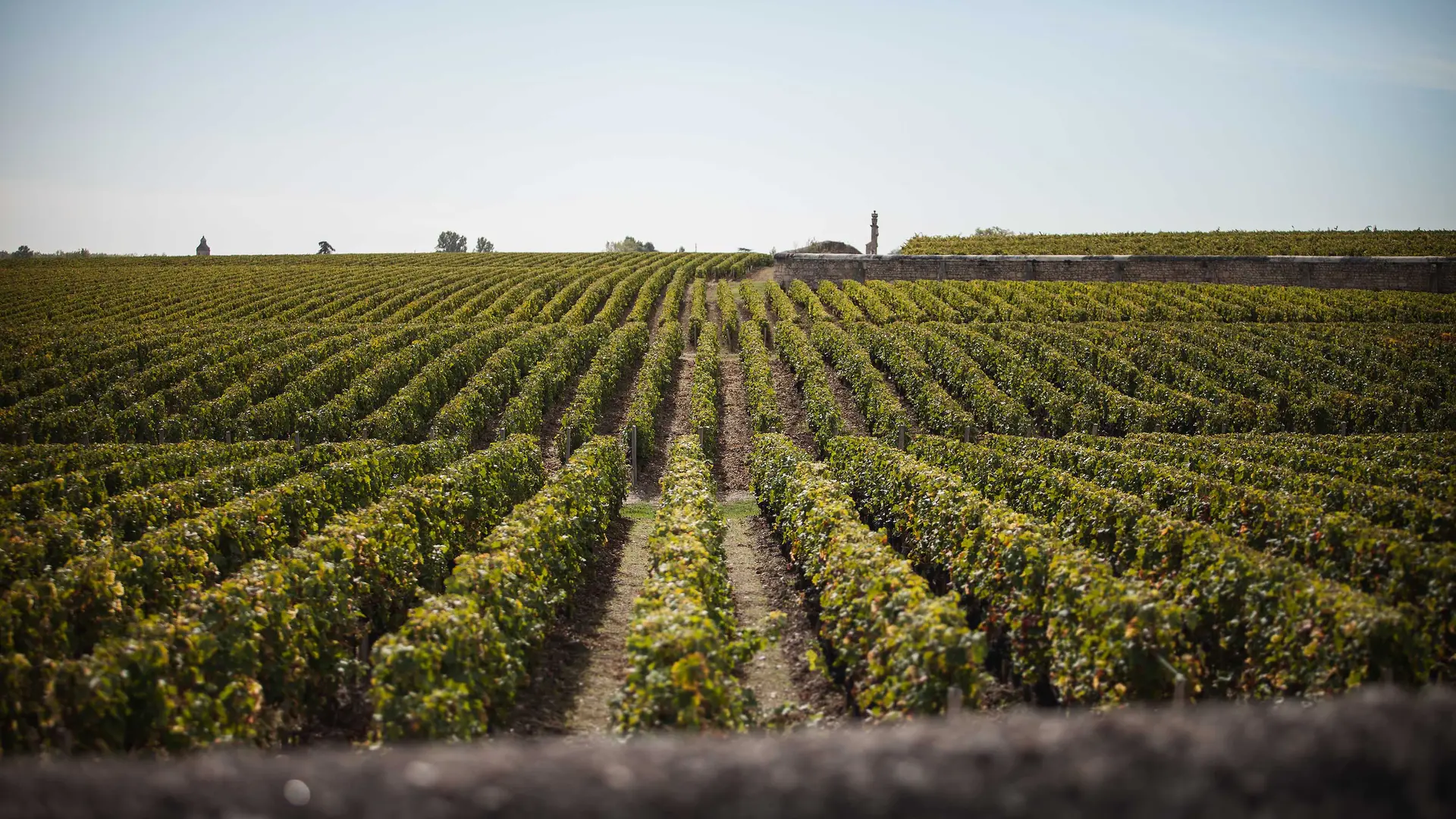Vignoble