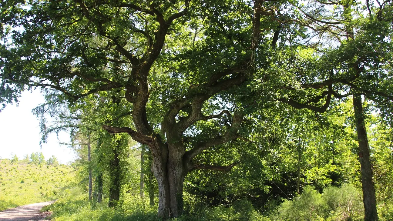 2. arbre aux poules
