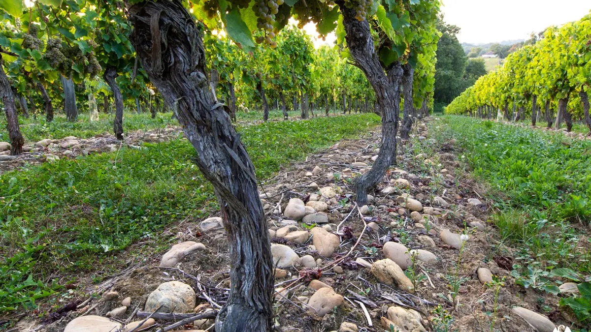 Cep de vignes