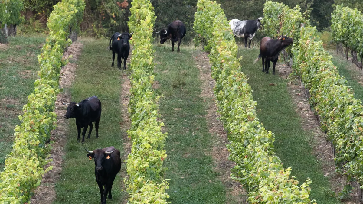 Champ de vignes