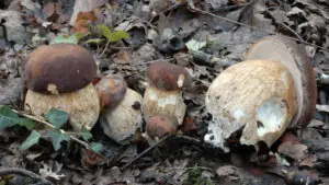 Boletus-aereus