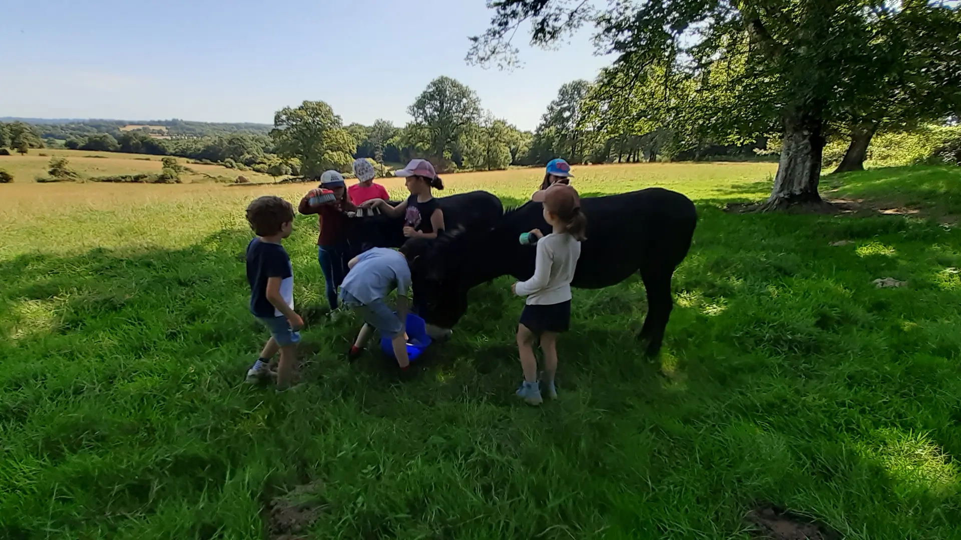 Les Sabots de Laine âne