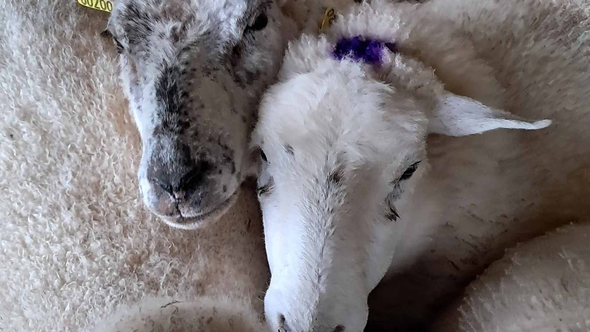 Les Sabots de Laine mouton