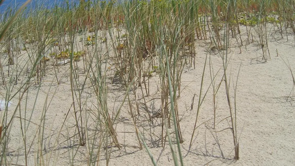 2026_larriau8 (Copier)