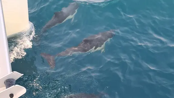 Mimiti dauphin