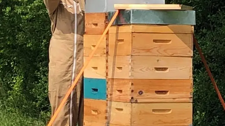 arts abeilles apiculture haras des stars saint-yrieix_1