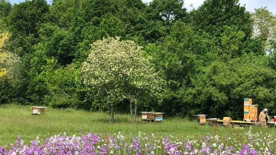 arts abeilles apiculture haras des stars saint-yrieix_2