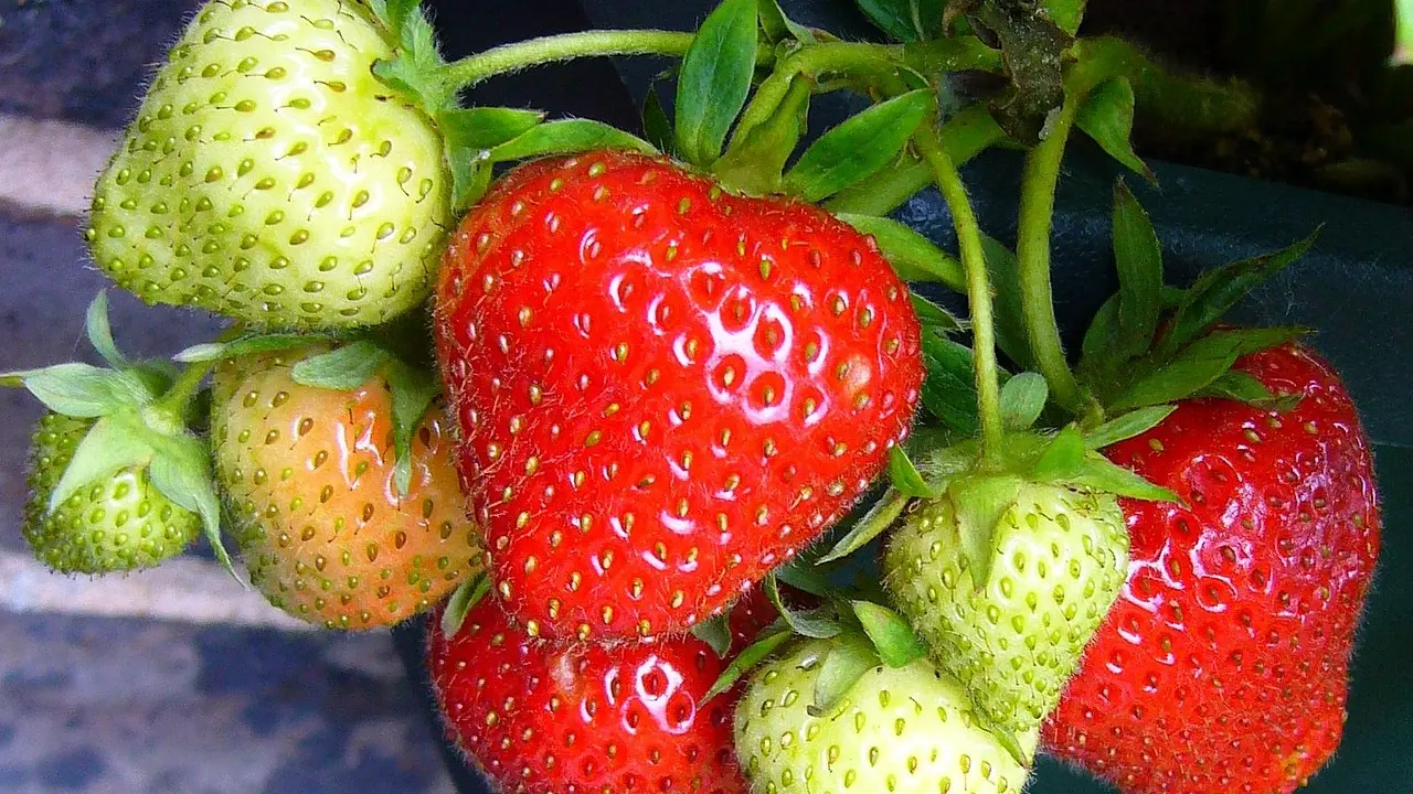 Fraises_2