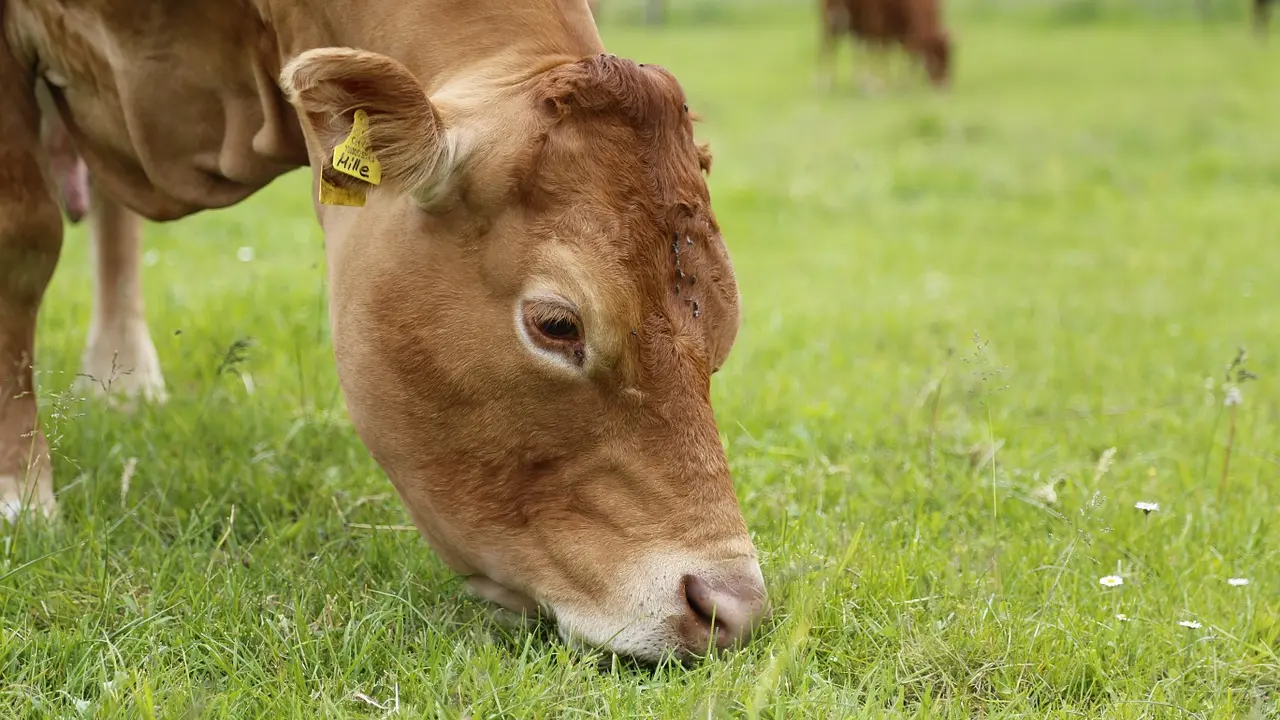 Vache limousine_1