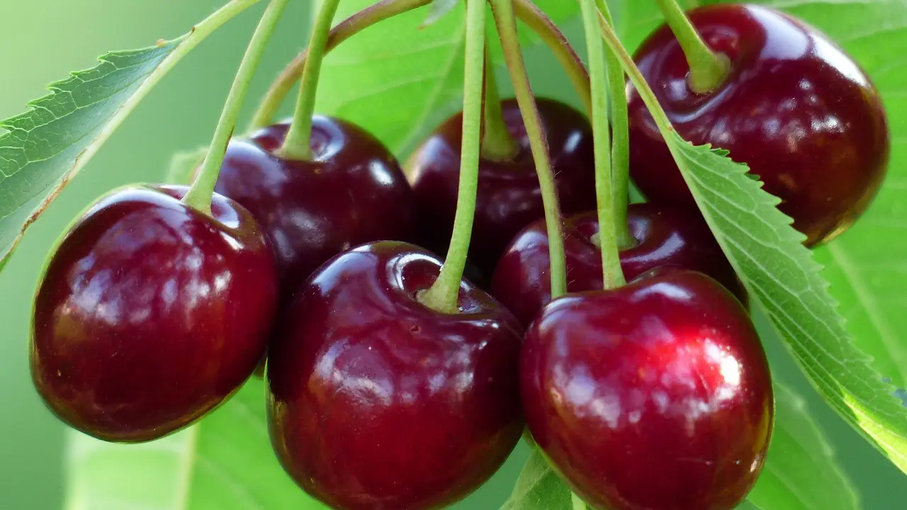 Cerises_2