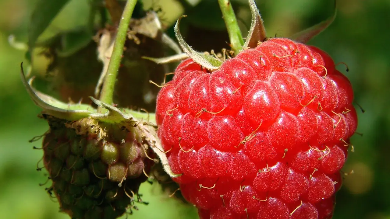 Framboises_3