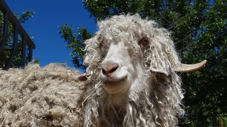 Chèvre angora_1
