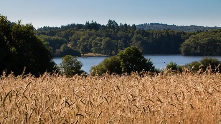 Lac saint pardoux blé_1