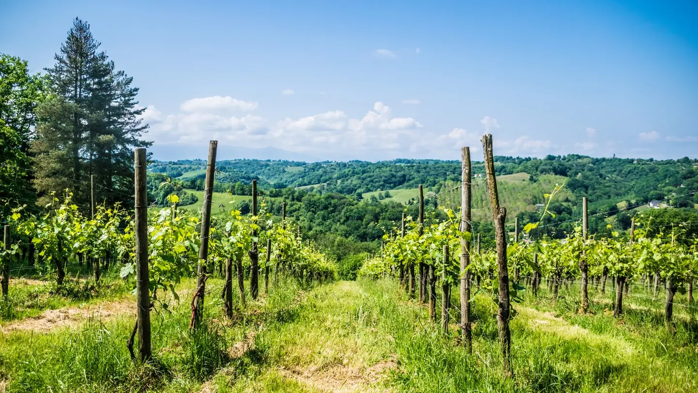 Laroin - Couday - Vignes 2