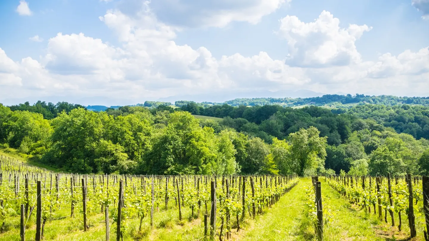Saint Faust - vallée de la Juscle - Vigne