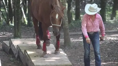 Mountain Trail en liberté Equitation western comportementale_1