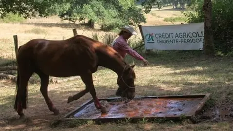Mountain Trail en liberté Equitation western comportementale_5