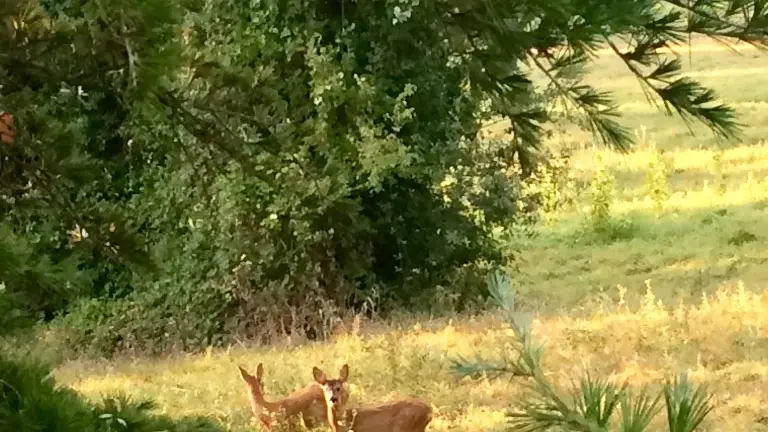 23. Sur le Domaine, la nature est preservee.