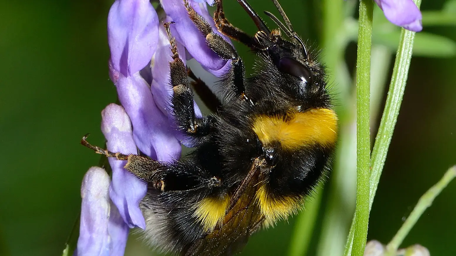 25 Bombus hortorum female - david Genoud
